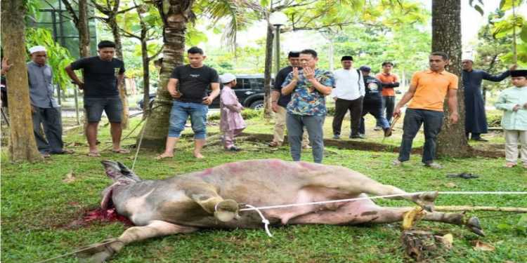 Potong Hewan Qurban Di Halaman Masjid Muhajirin Kantor Bupati Kampar, Sekda Kampar