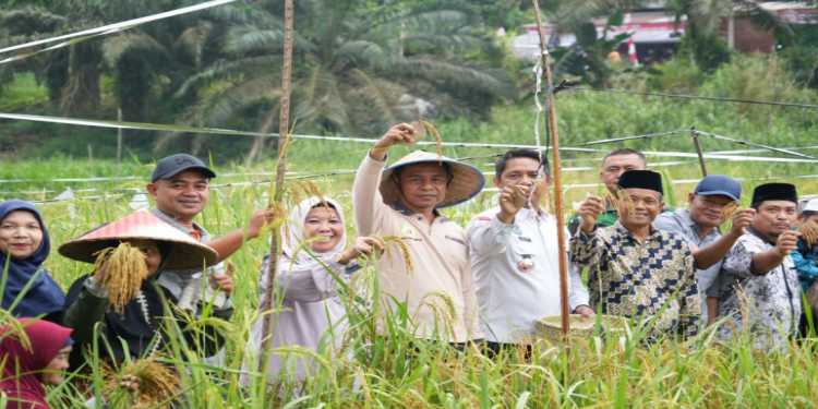Bupati Kampar Panen Padi dan Jagung di Desa Parit Baru Tambang: Dukung Ketahanan Pangan Nasional