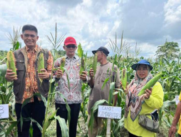 Bersama Warga Muara Jalai, Kadis Ketapang Kampar Panen Jagung dan Pangan Lokal Bersama
