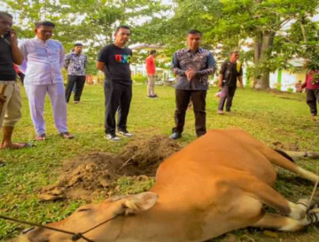 Sembelih 4 Ekor Sapi Qurban, Pj Sekda Kampar Apresiasi DLH Kabupaten Kampar