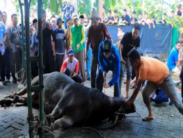 Pj Bupati Kampar Distribusikan 23 Ekor Hewan Qurban Ke Desa Yang Minim Hewan Qurban