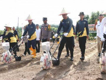 Bupati Kampar Launching Demplot Jagung Wilayah Polsek Perhentian Raja