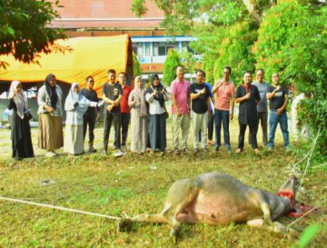 Rayakan Idul Adha 1446 H, Kepala BPKSDM Kab  Kampar Sembelih 1 Ekor Kerbau.