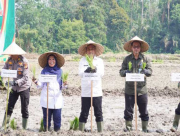 Bupati Kampar Canangkan Gerakan Tanam PADI Sawah Di Gapoktan Karya Indah Desa Empat Balai